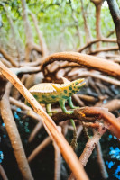 Krokodile-Sammelserie PLANET WOW Desmatosuchus Krokodile-Sammelserie PLANET WOW Desmatosuchus