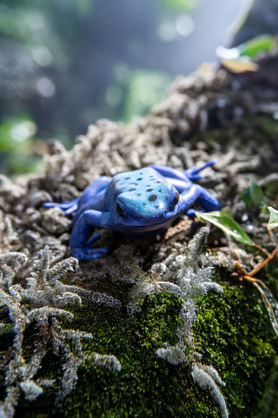 Toxic Creatures-Sammelserie PLANET WOW Blauer Baumsteiger