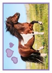 Horse Club Sticker Nummer 144