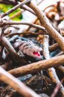 Krokodile-Sammelserie PLANET WOW Westafrikanisches Krokodil Krokodile-Sammelserie PLANET WOW Westafrikanisches Krokodil