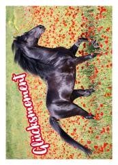 Horse Club Sticker Nummer 53