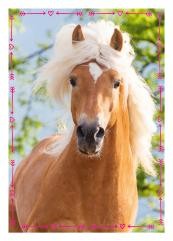 Horse Club Sticker Nummer 169
