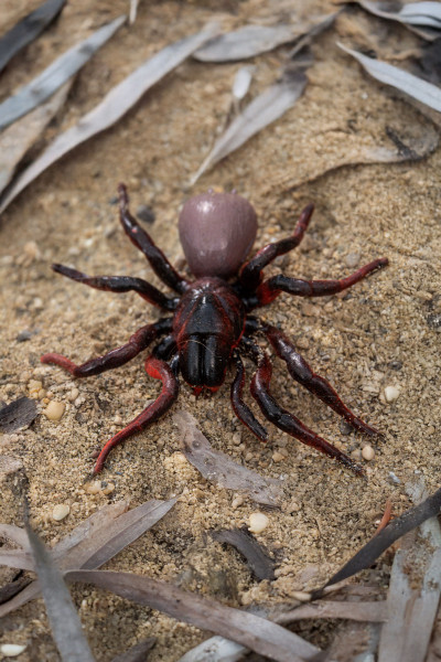 Toxic Creatures-Sammelserie PLANET WOW Sydney- Trichternetzspinne