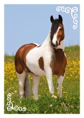 Horse Club Sticker Nummer 178