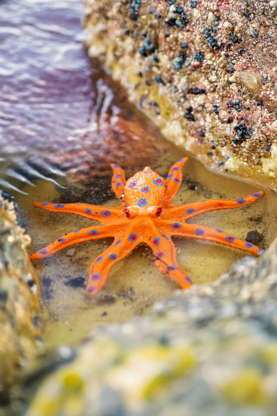 Toxic Creatures-Sammelserie PLANET WOW Großer Blaugeringelter Krake