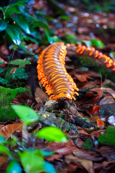 Toxic Creatures-Sammelserie PLANET WOW Apheloria polychroma