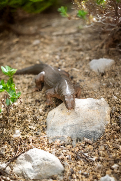 Toxic Creatures-Sammelserie PLANET WOW Komodowaran