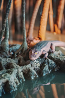 Krokodile-Sammelserie PLANET WOW China-Alligator Krokodile-Sammelserie PLANET WOW China-Alligator