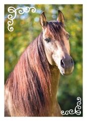 Horse Club Sticker Nummer 62