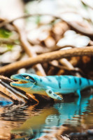 Krokodile-Sammelserie PLANET WOW Dakosaurus Krokodile-Sammelserie PLANET WOW Dakosaurus