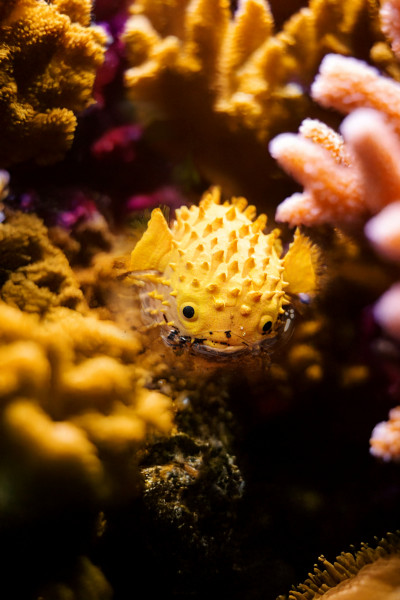 Toxic Creatures-Sammelserie PLANET WOW Braunflecken-Igelfisch