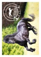 Horse Club Sticker Nummer 84