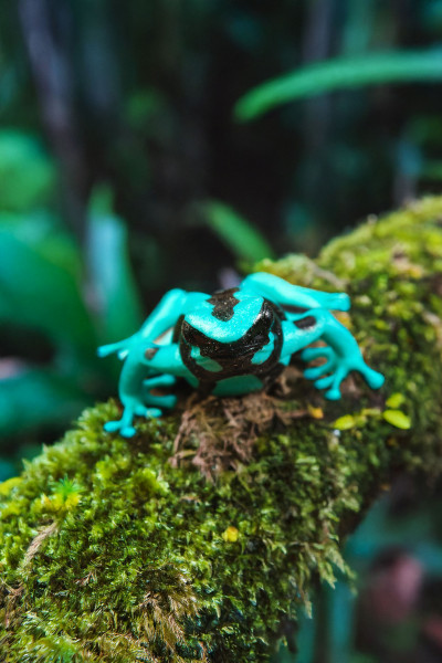 Toxic Creatures-Sammelserie PLANET WOW Goldbaumsteiger