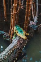 Krokodile-Sammelserie PLANET WOW Orinoko-Krokodil Krokodile-Sammelserie PLANET WOW Orinoko-Krokodil