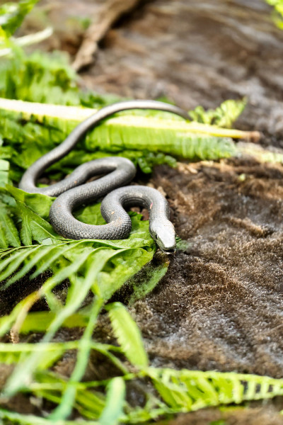 Toxic Creatures-Sammelserie PLANET WOW Schwarze Mamba