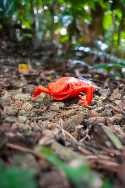 Toxic Creatures-Sammelserie PLANET WOW Erdbeerfröschchen