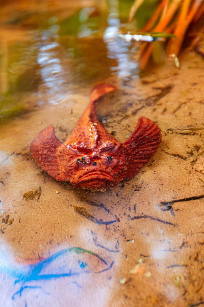 Toxic Creatures-Sammelserie PLANET WOW Echter Steinfisch