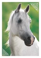 Horse Club Sticker Nummer 29