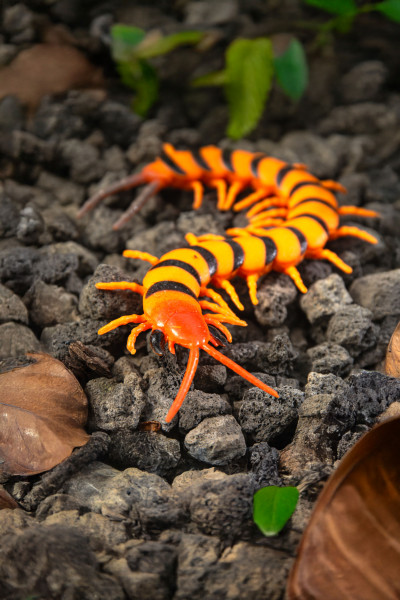 Toxic Creatures-Sammelserie PLANET WOW Scolopendra morsitans