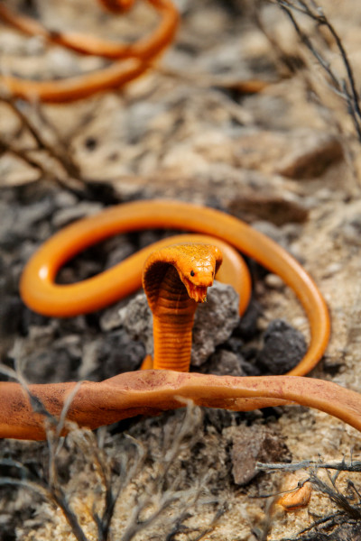 Toxic Creatures-Sammelserie PLANET WOW Kapkobra