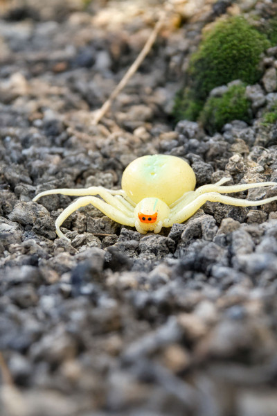 Toxic Creatures-Sammelserie PLANET WOW Veränderliche Krabbenspinne