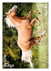 Horse Club Sticker Nummer 93