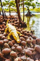 Krokodile-Sammelserie PLANET WOW Spitzkrokodil Krokodile-Sammelserie PLANET WOW Spitzkrokodil