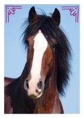 Horse Club Sticker Nummer 181