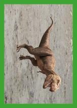 Nummer 021 I DINOSAURIER-Stickerserie