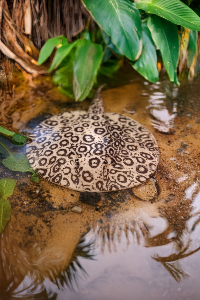 Toxic Creatures-Sammelserie PLANET WOW Perlenrochen