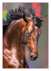 Horse Club Sticker Nummer 116