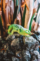 Krokodile-Sammelserie PLANET WOW Panzerkrokodil Krokodile-Sammelserie PLANET WOW Panzerkrokodil