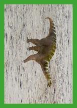 Nummer 011 I DINOSAURIER-Stickerserie