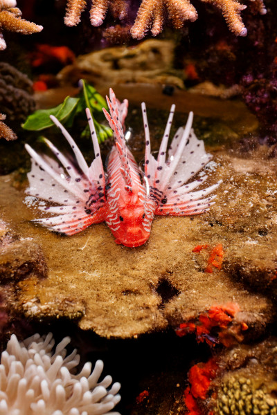 Toxic Creatures-Sammelserie PLANET WOW Afrikanischer Feuerfisch