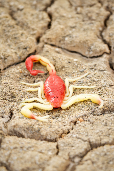 Toxic Creatures-Sammelserie PLANET WOW Ostindischer Skorpion