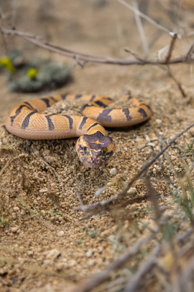 Toxic Creatures-Sammelserie PLANET WOW Puffotter