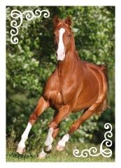 Horse Club Sticker Nummer 121