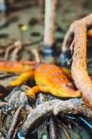 Krokodile-Sammelserie PLANET WOW Sunda-Gavial Krokodile-Sammelserie PLANET WOW Sunda-Gavial