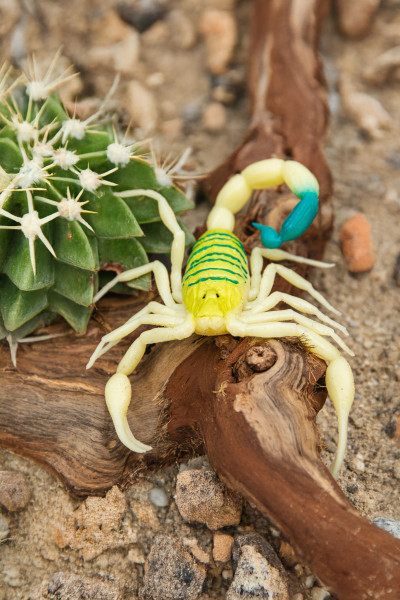 Toxic Creatures-Sammelserie PLANET WOW Gelber Mittelmeerskorpion