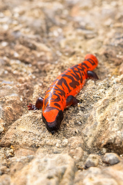 Toxic Creatures-Sammelserie PLANET WOW Gila-Krustenechse