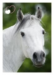 Horse Club Sticker Nummer 45