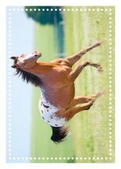 Horse Club Sticker Nummer 107